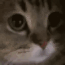 meow-4x