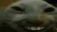 xdd