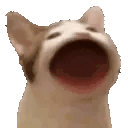 popCat